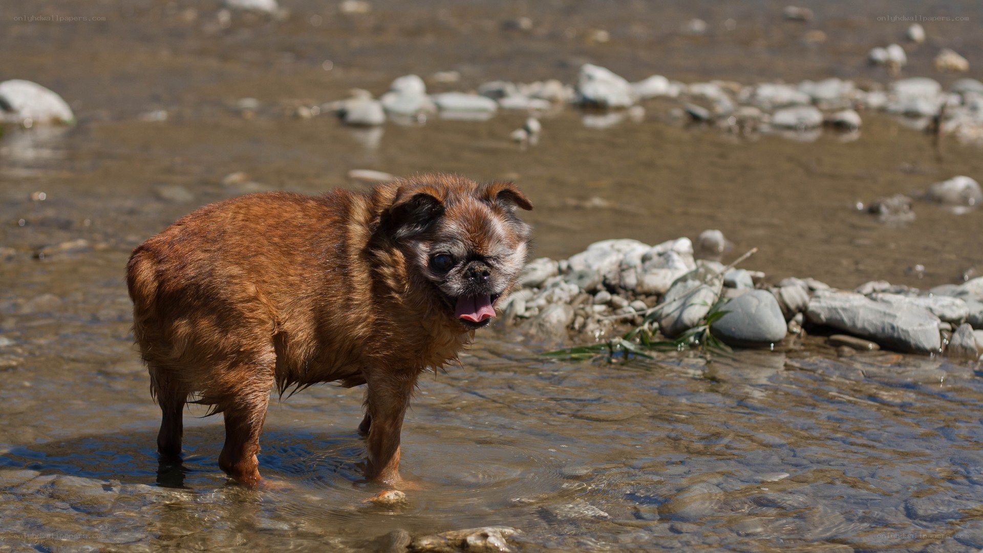 dog in shallow water
