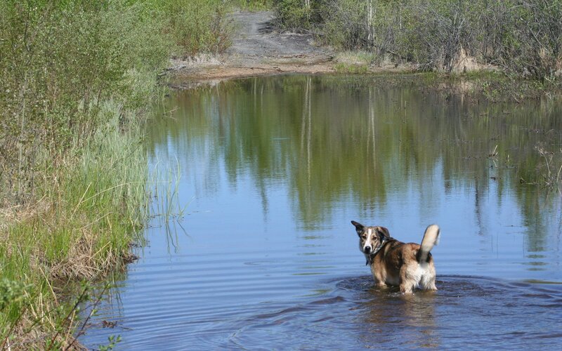 Dog in Shallow Water — Blue