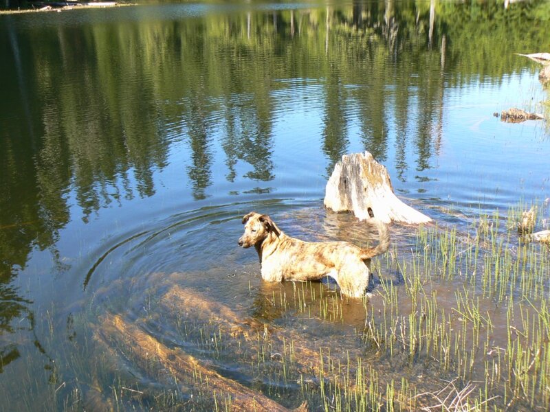 Dog in Shallow Water — Green