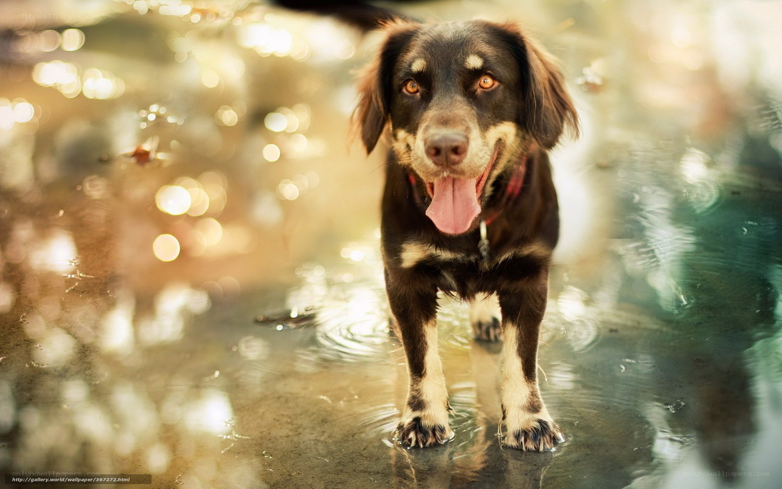 dog in shallow water