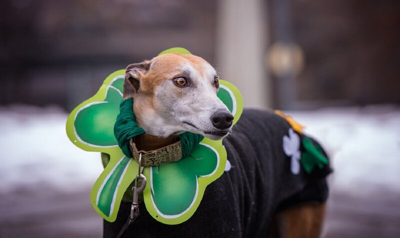 Dog in Shamrock Costume