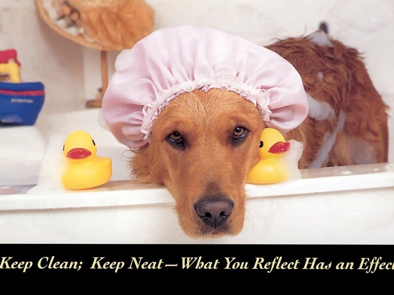 dog in shower cap