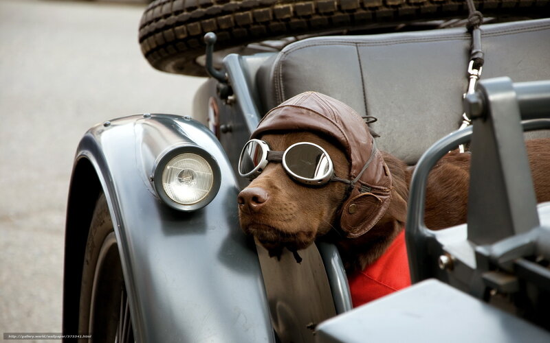 Dog in Sidecar — Brown