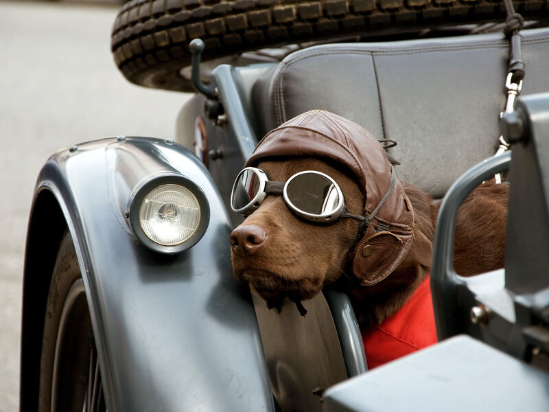 Dog in Sidecar