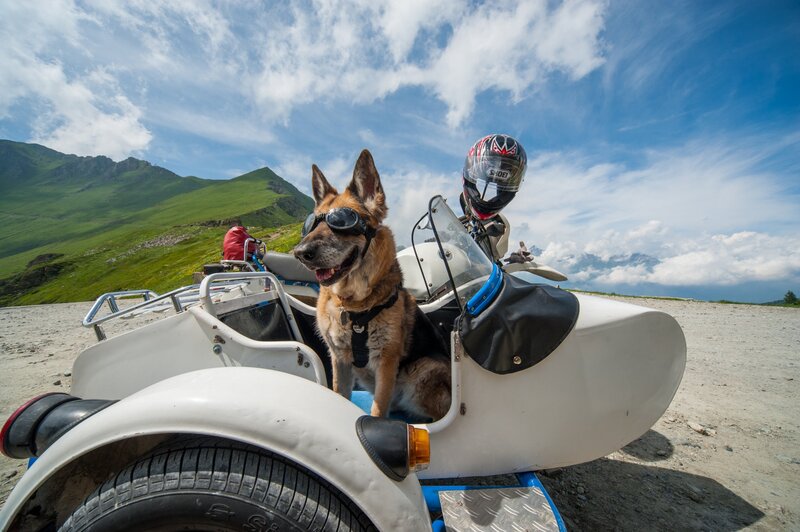 Dog in Sidecar — White