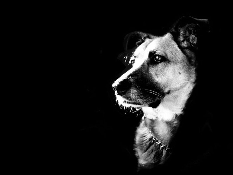 dog in silhouette
