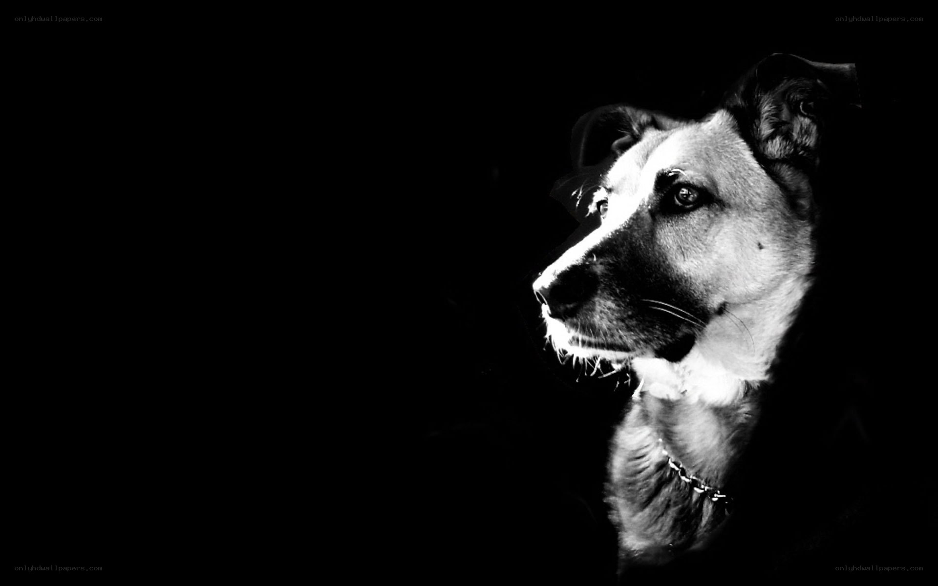 dog in silhouette