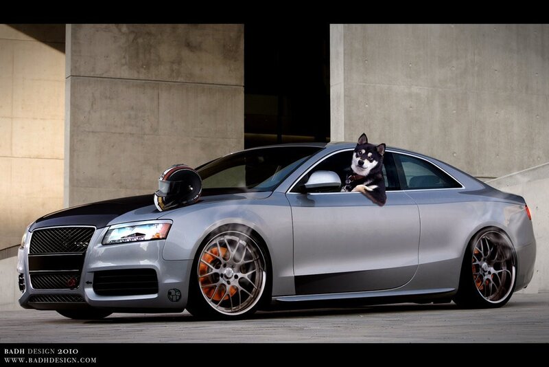 dog in silver car
