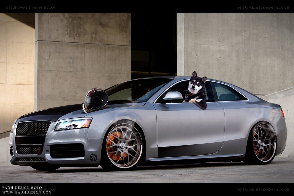 dog in silver car