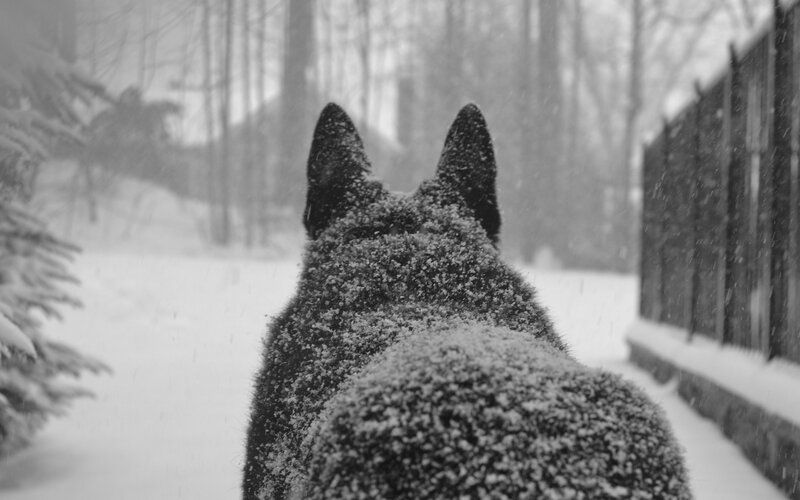 Dog in Snow — Black, Calm