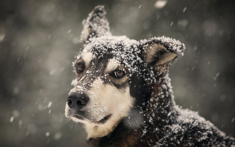 Dog in Snow — Black, Cold