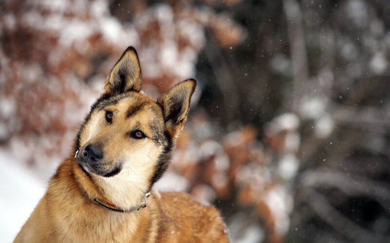 Dog in Snow — Brown, Calm