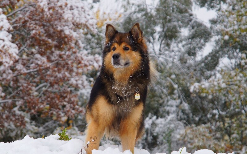 Dog in Snow — Brown, Calm, Winter, Photograph