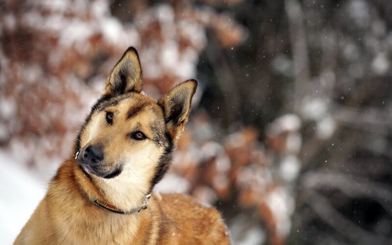 Dog in Snow — Brown, Calm, Winter, Photograph, Trees
