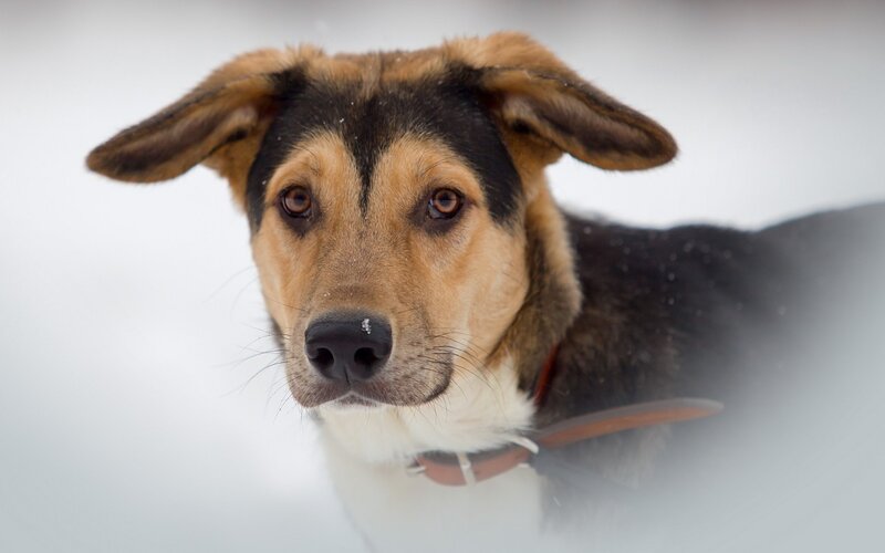 Dog in Snow — Brown, Calm, Winter