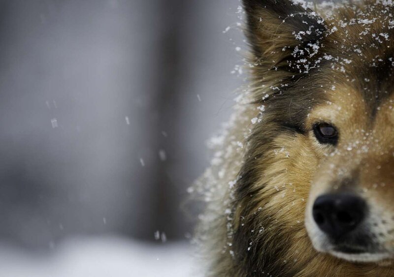 Dog in Snow — Brown