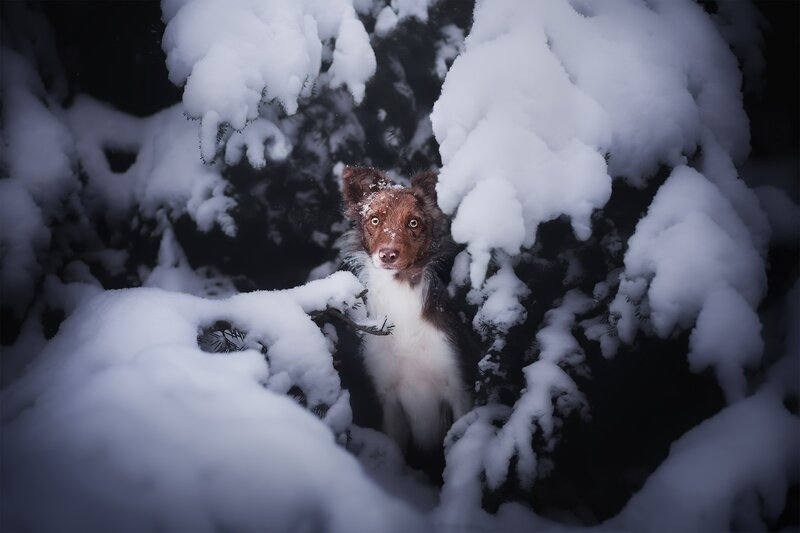 Dog in Snow-covered Bush