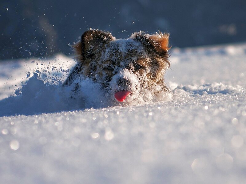 Dog in Snow