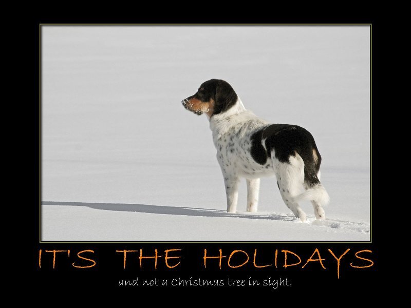 Dog in Snow — White, Calm