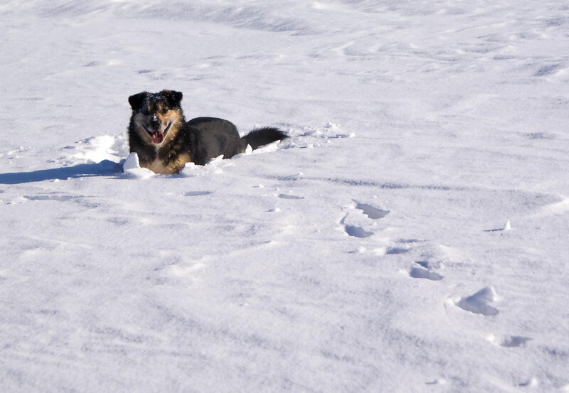 Dog in Snow — White, Calm, Winter, Photograph, Sunlight