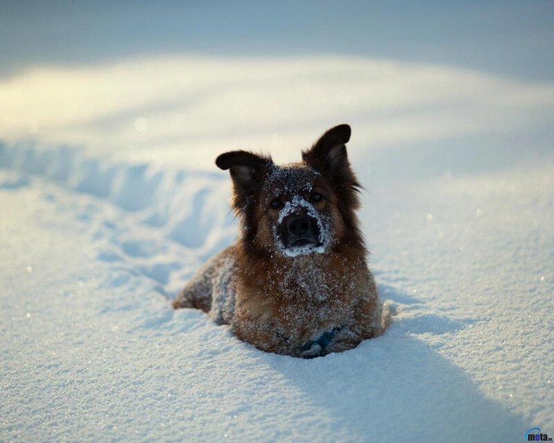 Dog in Snow — White, Calm, Winter, Photograph