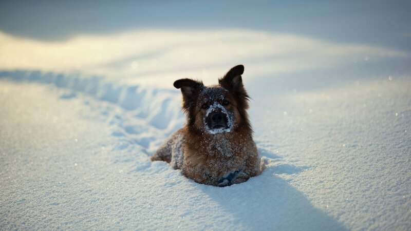 Dog in Snow — White, Calm, Winter, Photograph, Tracks, Brown, Blue