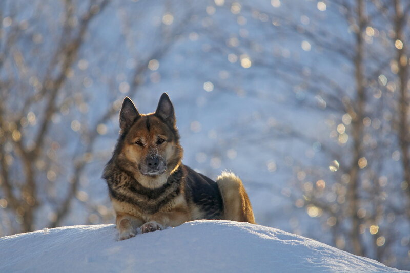 Dog in Snow — White, Calm, Winter, Photograph, Trees