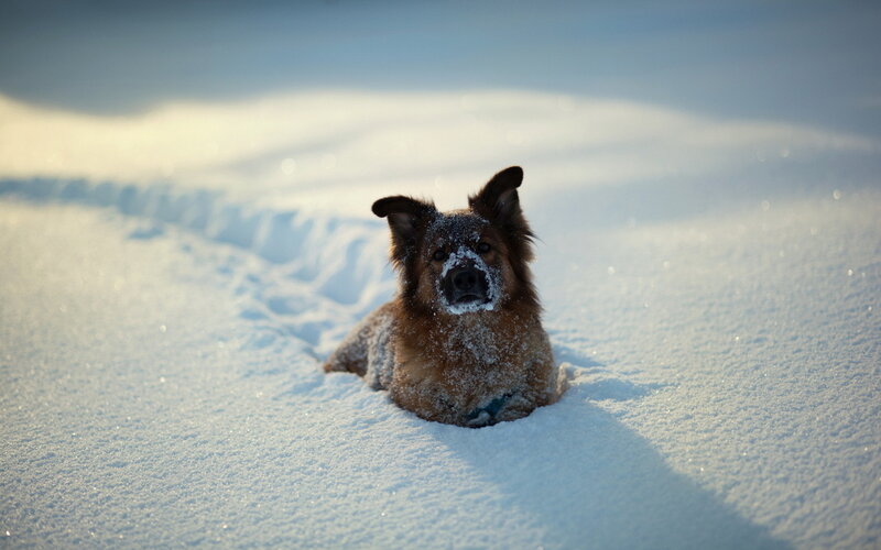 Dog in Snow — White, Calm, Winter