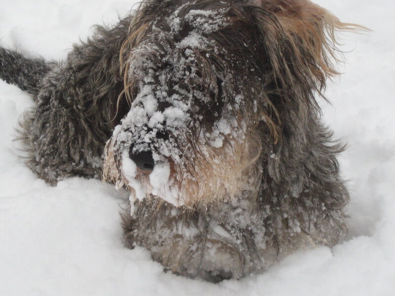 Dog in Snow — White, Cold