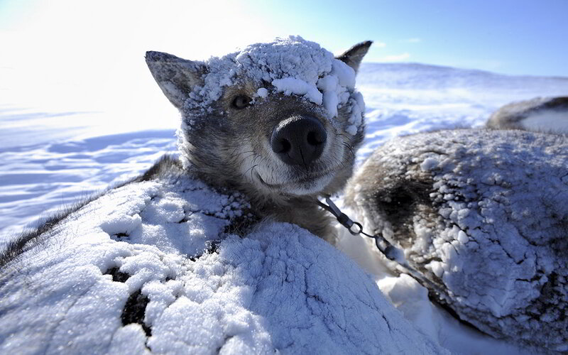 Dog in Snow — White, Cold, Winter