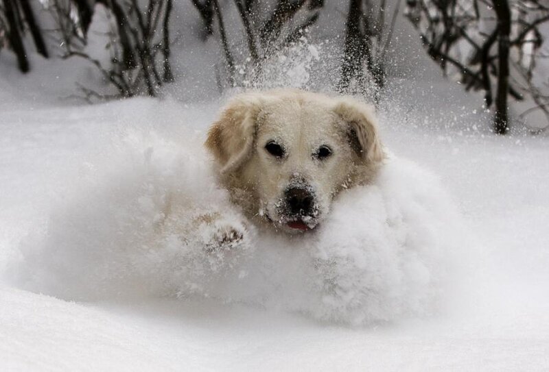 Dog in Snow — White, Playful