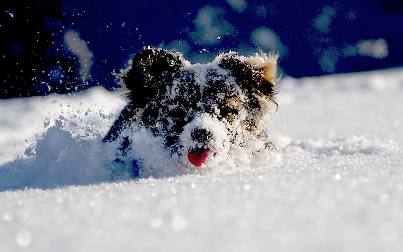 Dog in Snow — White, Playful, Winter, Photograph