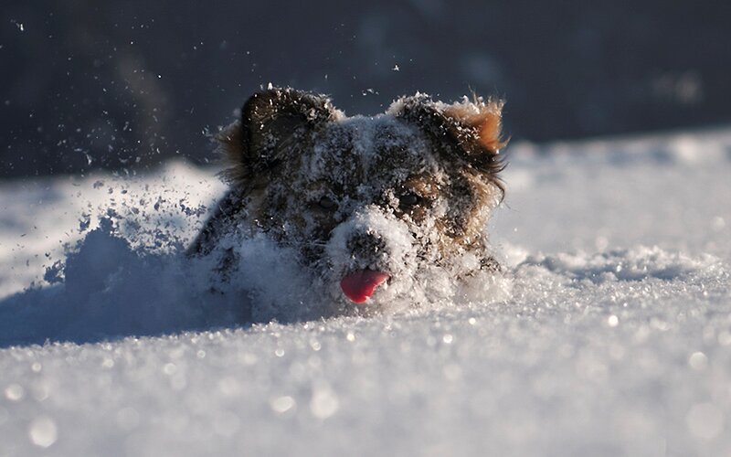Dog in Snow — White, Playful, Winter