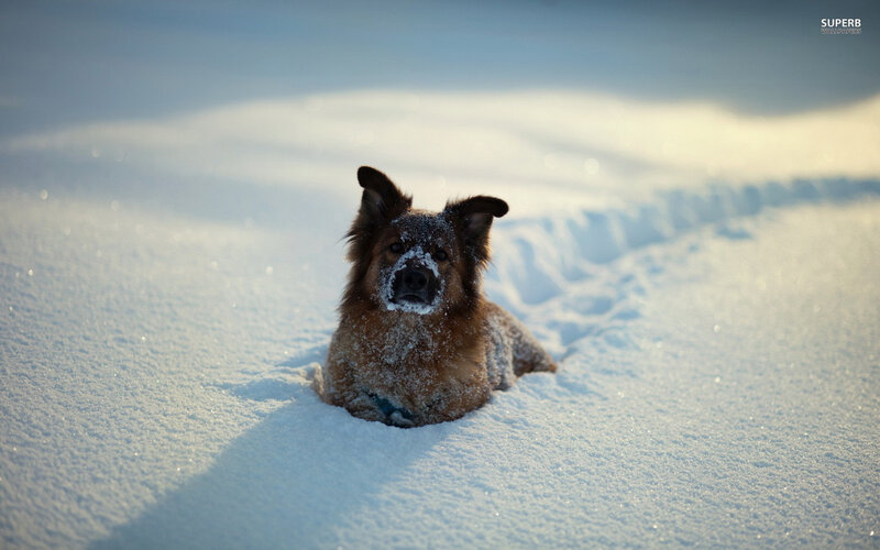 Dog in Snow — White, Serene