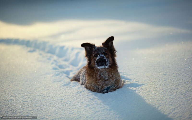 Dog in Snow — White, Serene, Winter, Photograph