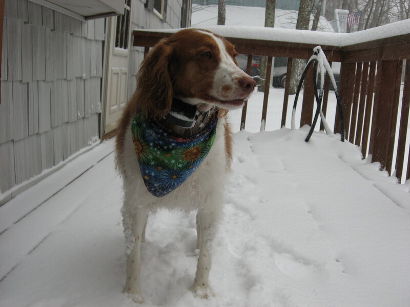 Dog in Snow — White