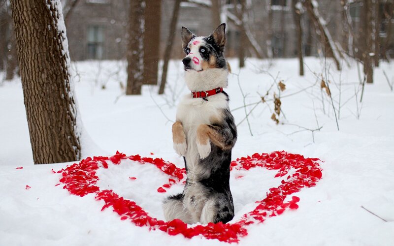 Dog in Snow with Heart