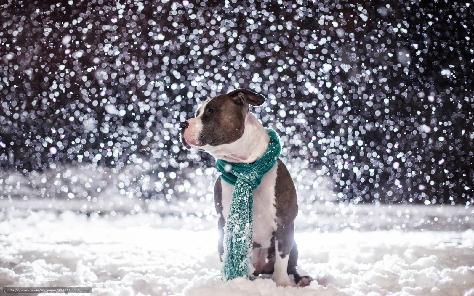 dog in snow with scarf