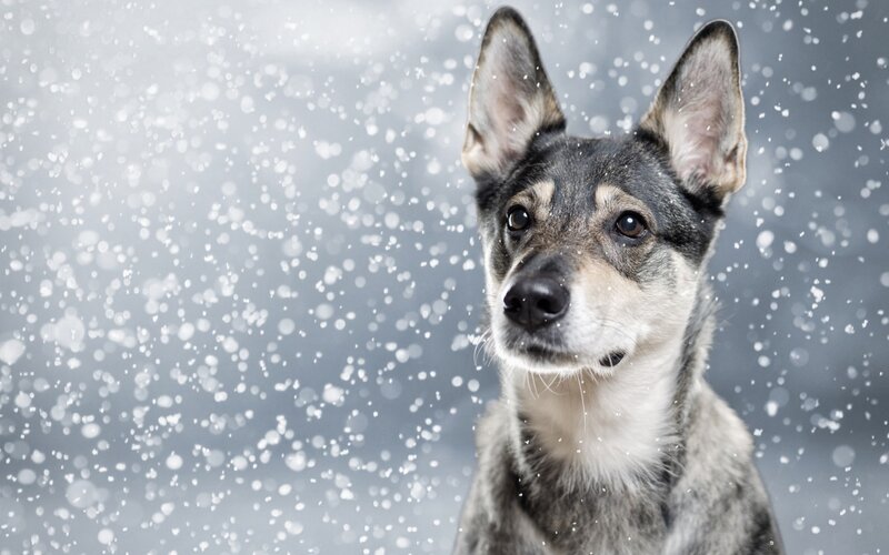 Dog in Snowfall