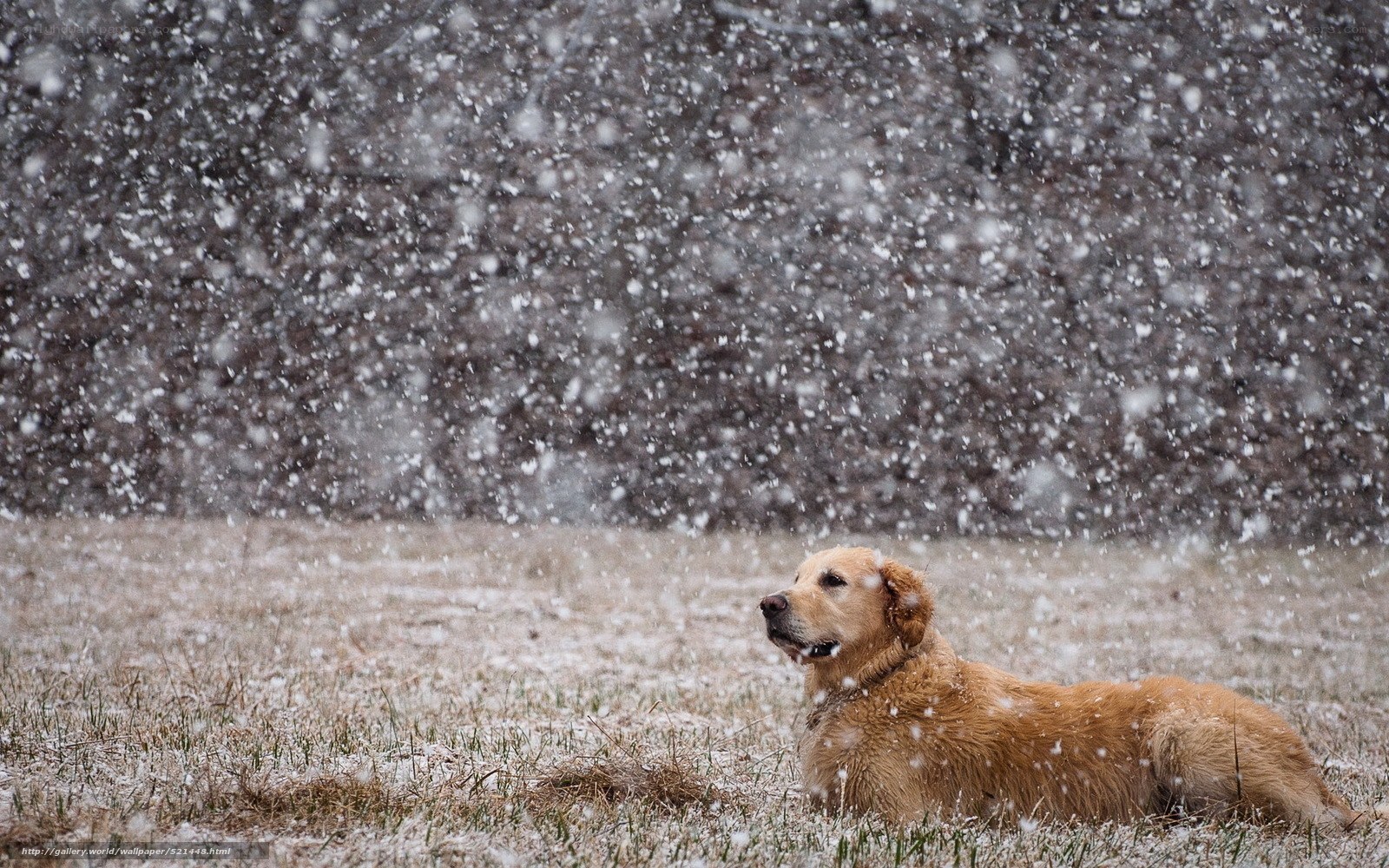 dog in snowstorm