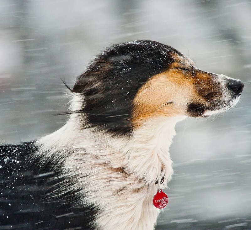 Dog in Snowstorm — Black, Cold, Winter