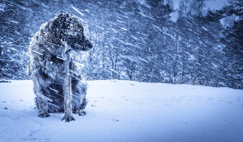 Dog in Snowstorm — Blue