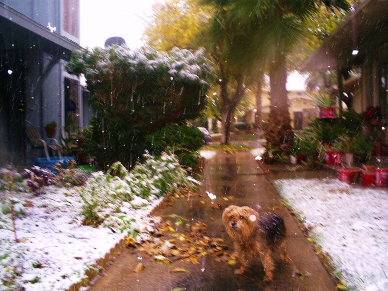 dog in snowstorm on sidewalk