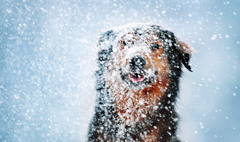Dog in Snowstorm — White