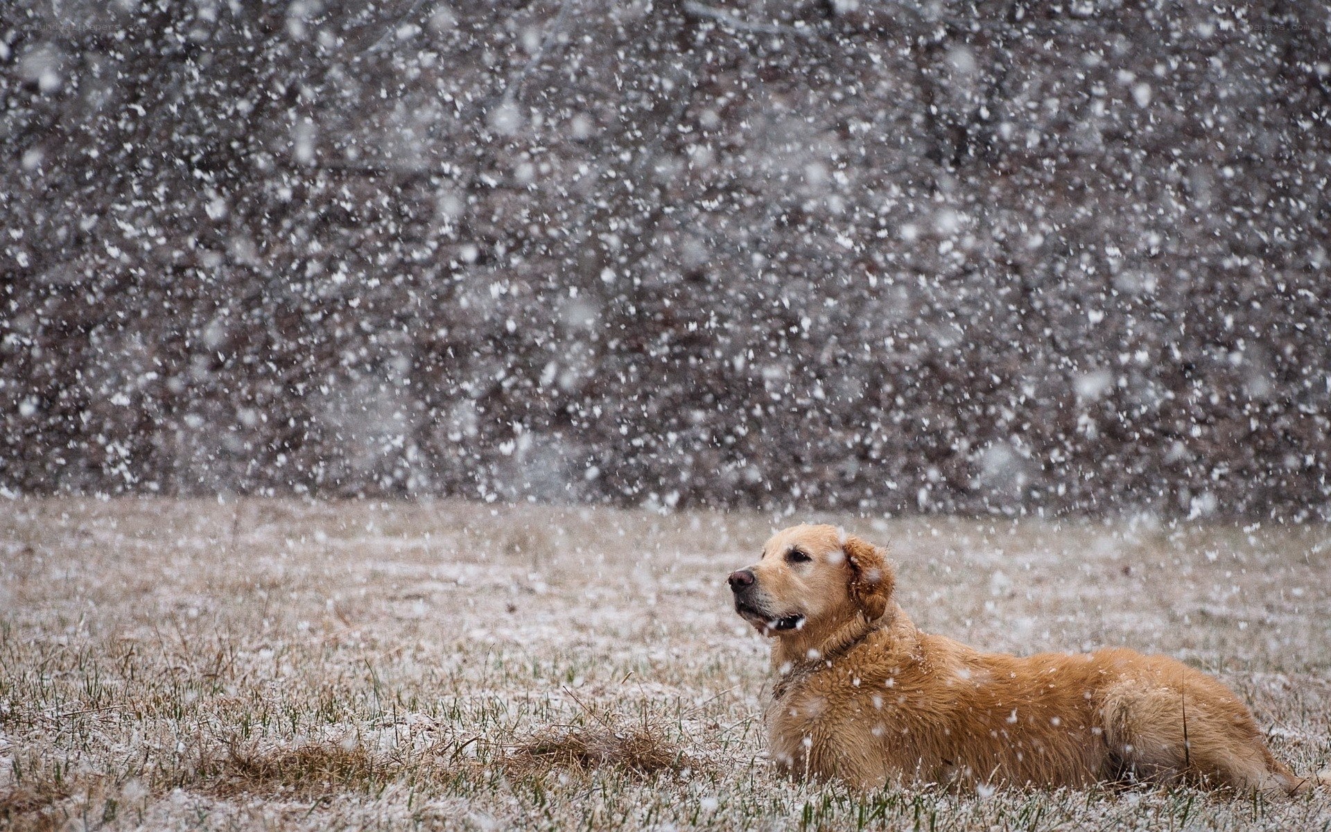 dog in snowstorm