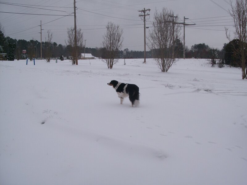 Dog in snowy field
