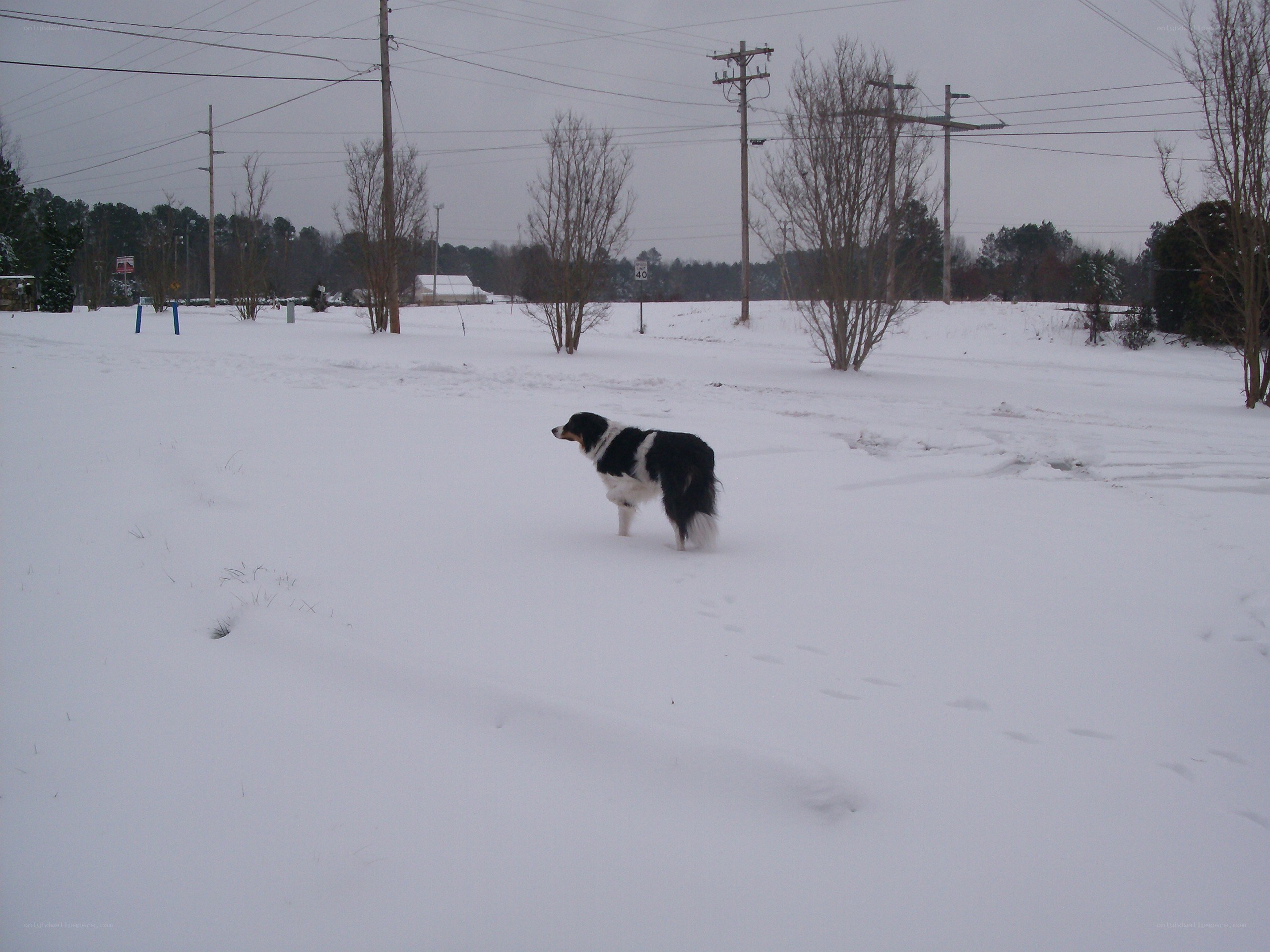 Dog in snowy field