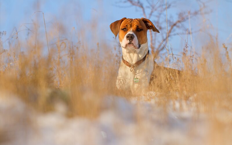 dog in snowy field