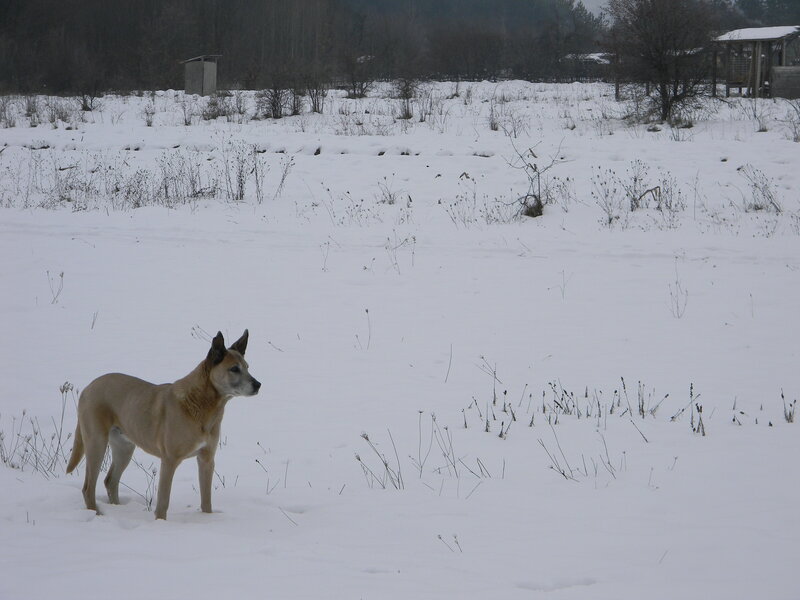 Dog in Snowy Field — White, Cold