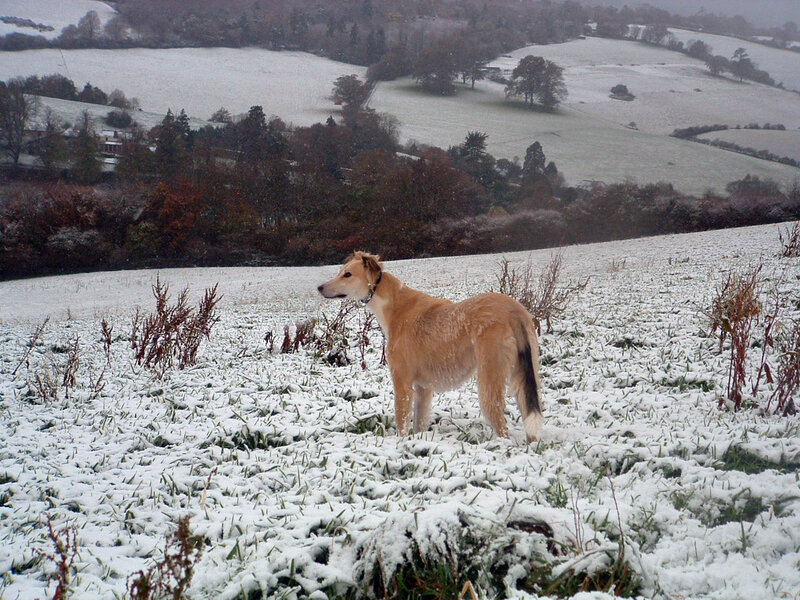 Dog in Snowy Field — White